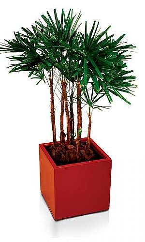 Floreira de Chão Floreira de Chão